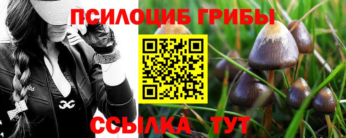 Псилоцибиновые грибы прущие грибы Волгоград