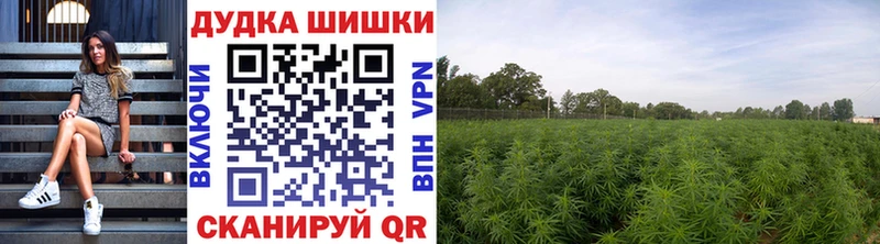 Шишки марихуана сатива  где продают наркотики  Волгоград 